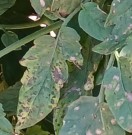 tomato leaf disease